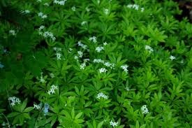 vivace_ASPERULA_ODORATA.jpg