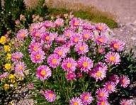 vivace_ASTER_ALPINUS_HAPPY_END_2.jpg