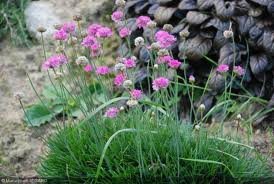 vivaces_ARMERIA_MARITIMA_SPLENDENS.jpg