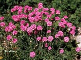 vivaces_ARMERIA_MARITIMA_SPLENDENS_2.jpg