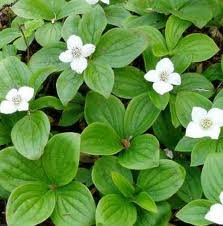 vivace_CORNUS_CANADENSIS.jpg