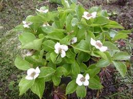 vivace_CORNUS_CANADENSIS_2.jpg