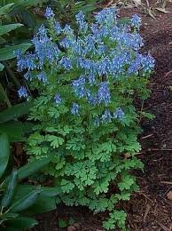 vivace_CORYDALIS_ELATA_2.jpg