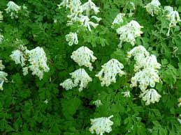 vivace_CORYDALIS_OCHROLEUCA.jpg