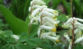 vivace_CORYDALIS_OCHROLEUCA_2.jpg