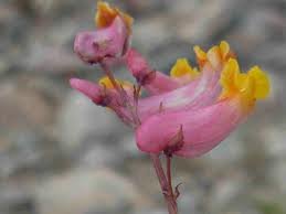 vivace_CORYDALIS_SEMPERVIRENS.jpg