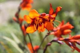 vivace_CROCOSMIA_EMILY_MCKENZIE.jpg