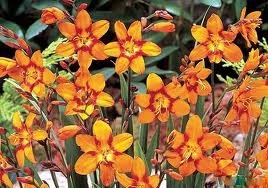 vivace_CROCOSMIA_EMILY_MCKENZIE_2.jpg