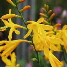 vivace_CROCOSMIA_GEORGE_DAVIDSON.jpg