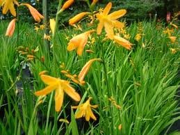 vivace_CROCOSMIA_GEORGE_DAVIDSON_2.jpg