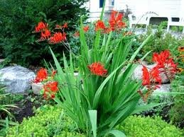 vivace_CROCOSMIA_LUCIFER.jpg