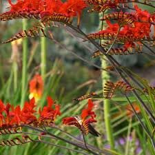 vivace_CROCOSMIA_LUCIFER_2.jpg