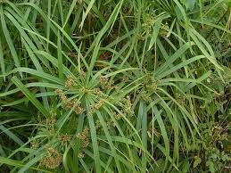 vivace_CYPERUS_ALTERNIFOLIUS.jpg