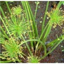 vivace_CYPERUS_HASPANS.jpg