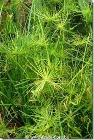 vivace_CYPERUS_HASPANS_2.jpg