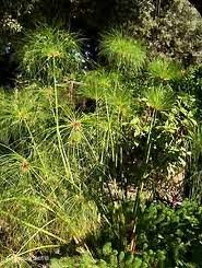 vivace_CYPERUS_PAPYRUS.jpg