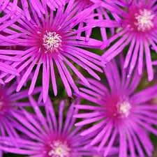 vivace_DELOSPERMA_COOPERI.jpg