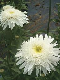 vivace_CHRYSANTHEMUM_ICE_STAR.jpg