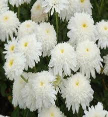 vivace_CHRYSANTHEMUM_ICE_STAR_2.jpg