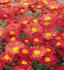 vivace_CHRYSANTHEMUM_MAMMOUTH.jpg