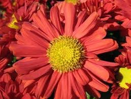 vivace_CHRYSANTHEMUM_MAMMOUTH_2.jpg