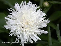 vivace_CHRYSANTHEMUM_MAX_AGLAIA.jpg