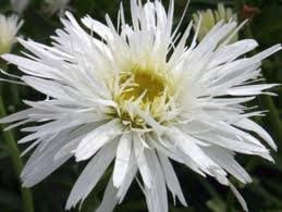 vivace_CHRYSANTHEMUM_MAX_AGLAIA_2.jpg