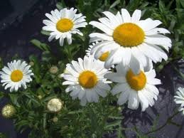 vivace_CHRYSANTHEMUM_MAX_ALASKA.jpg