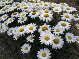 vivace_CHRYSANTHEMUM_MAX_ALASKA_2.jpg