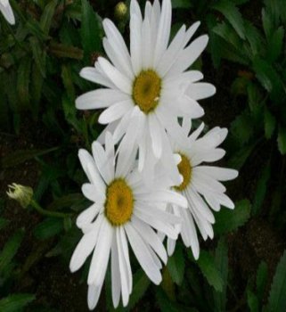 vivace_CHRYSANTHEMUM_MAX_T_KILLEN.jpg