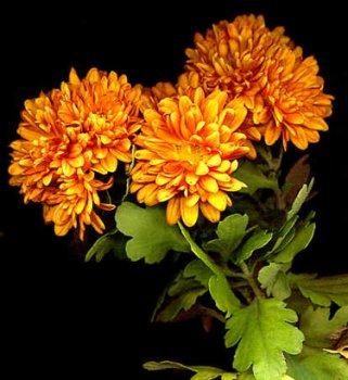 vivace_CHRYSANTHEMUM_MORIF_BRONZE.jpg