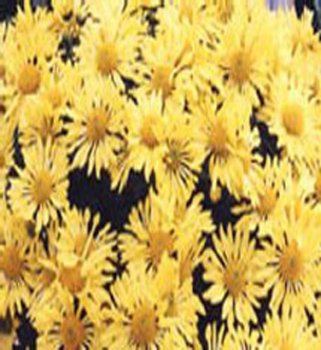 vivace_CHRYSANTHEMUM_MORIF_JAUNE.jpg