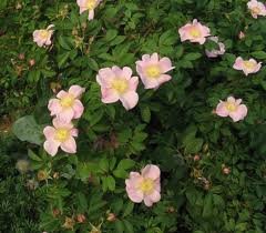 ROSA_VIRGINIANA.jpg