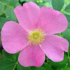 ROSA_VIRGINIANA_2.jpg