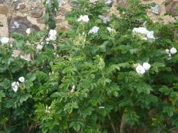 rosier-ROSA-RUGOSA-ALBA-2_1.jpg