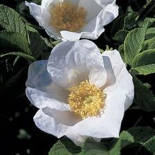 rosier-ROSA-RUGOSA-ALBA_1.jpg