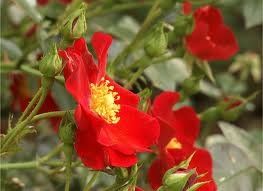 rosier_RED_FLOWER_CARPET.jpg