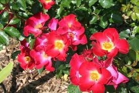 rosier_RED_FLOWER_CARPET_2.jpg