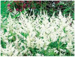 vivace_ASTILBE_AREND_BRIDAL_VEIL.jpg