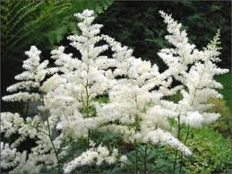 vivace_ASTILBE_AREND_BRIDAL_VEIL_2.jpg