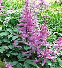 vivace_ASTILBE_AREND_CATTLEYA_2.jpg