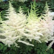 vivace_ASTILBE_AREND_DIAMANT.jpg