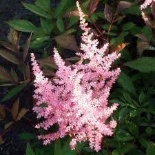 vivace_ASTILBE_AREND_ERICA.jpg