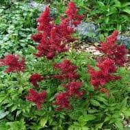 vivace_ASTILBE_AREND_FANAL.jpg