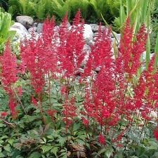 vivace_ASTILBE_AREND_FANAl_2.jpg