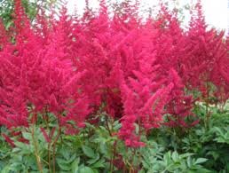 vivace_ASTILBE_AREND_GLUT.jpg