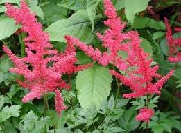 vivace_ASTILBE_AREND_GLUT_2.jpg