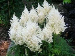 vivace_ASTILBE_AREND_WHITE_GLORIA.jpg