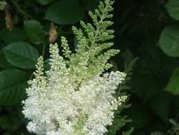 vivace_ASTILBE_AREND_WHITE_GLORIA_2.jpg