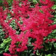 vivace_ASTILBE_AREND_spinelle.jpg